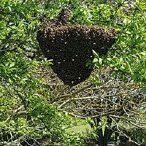 Mieux comprendre le monde des abeilles , pour mieux le protéger