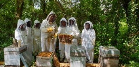 Baptême d'apiculture - Niveau 1